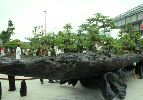 Bonsai, cay canh nghe thuat, cây cảnh nghệ thuật, cay the, cây thế, triển lãm bonsai, trien lam bonsai, triển lãm cây thế, trien lam cay the